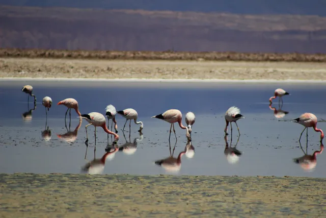 Reserva Nacional Los Flamencos