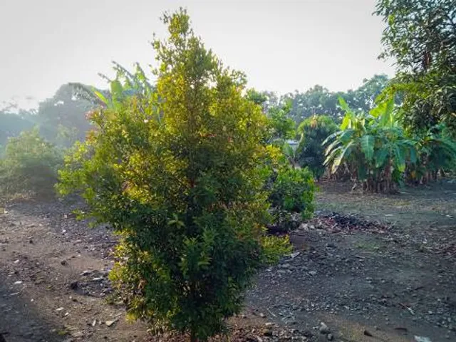 Museo del Oro Quimbaya