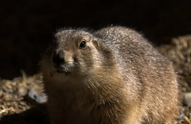 Living Treasures Animal Park