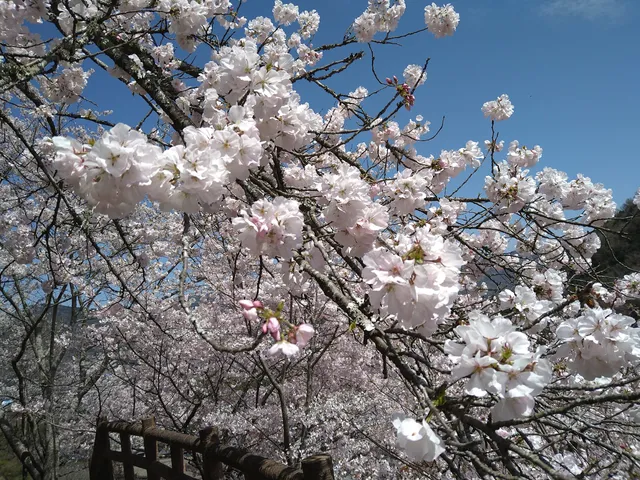 Kinryusannoson Park (Mt. Kinryu Farming Village Park)