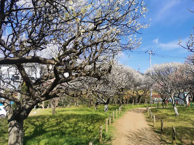 Narashino City Plum Grove Garden
