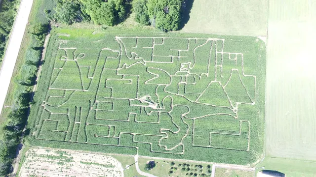 Wooden Nickel Buffalo Farm & Corn Maze