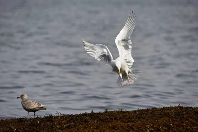 Orlebar Point Water Access