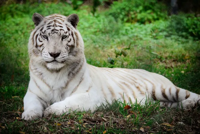 The Catty Shack Ranch Wildlife Sanctuary