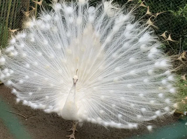 APA Wildlife Rescue and Conservation Park