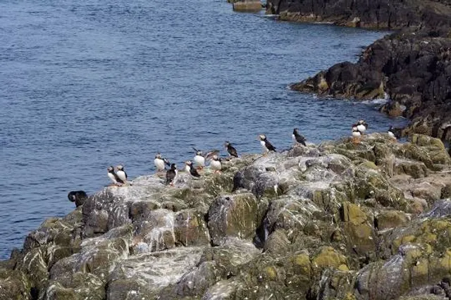 Farne Islands