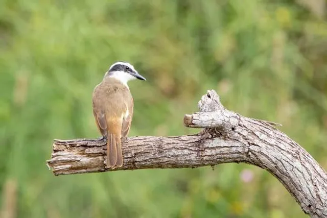Resaca De La Palma State Park & World Birding Center