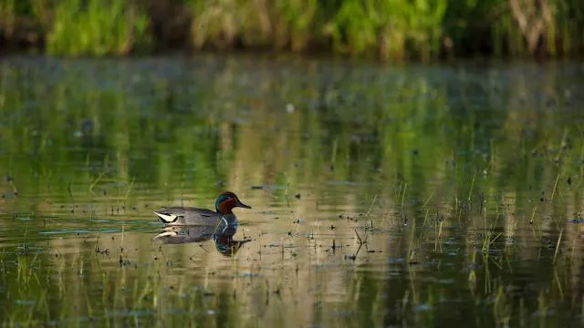 Baskett Slough National Wildlife Refuge