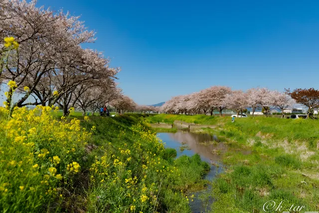 Kusaba River Cherry blossom trees