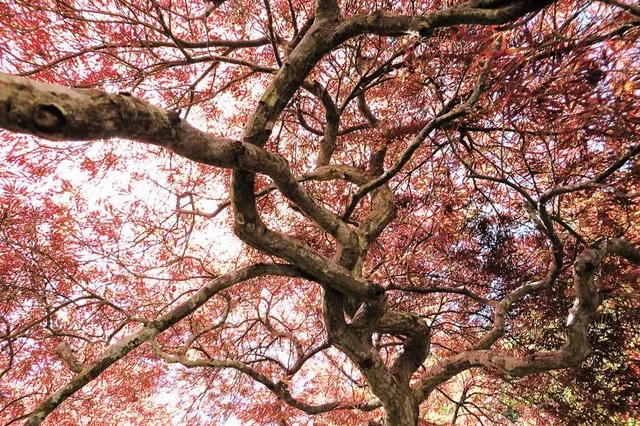 Everglades House & Gardens