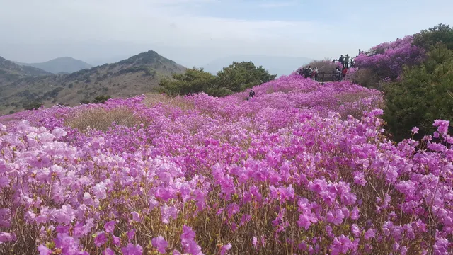 Biseulsan Natural Recreation Forest
