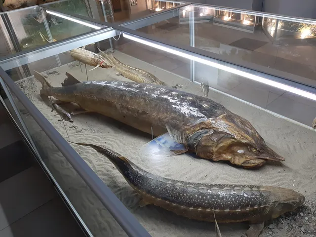 Volgogradskiy Oblastnoy Krayevedcheskiy Muzey