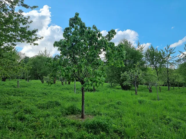 Gallicourts Natural Park