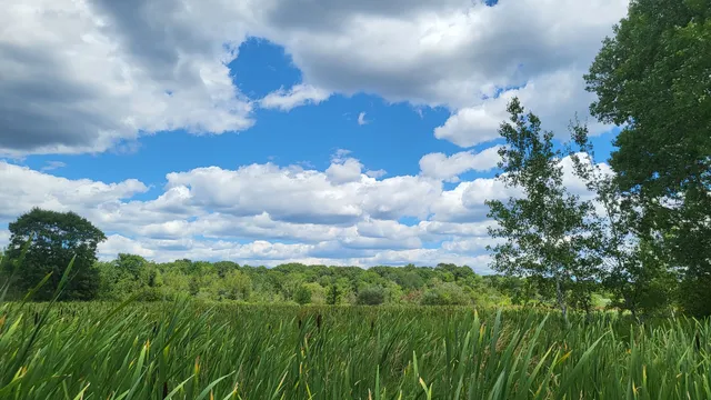 Arlington's Great Meadows