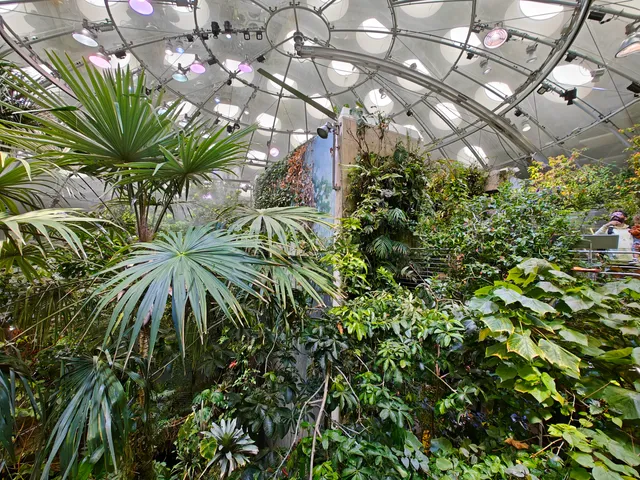 Osher Rainforest at the California Academy of Sciences