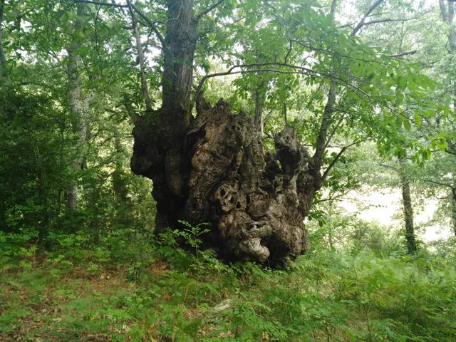 Castaños Milenarios