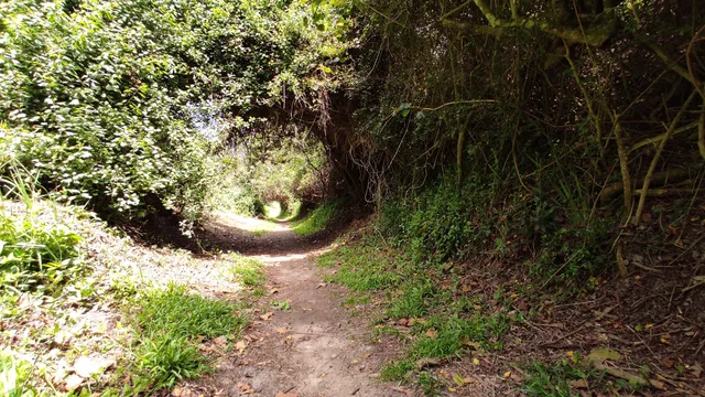Brownhooded Kingfisher Trail