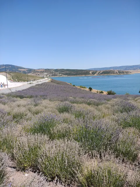 Çekerek lavanta adasi