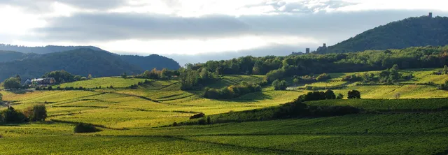 Domaine Kientzler - Vins d'Alsace