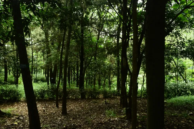 HUKOCI Hutan Kota Cianjur