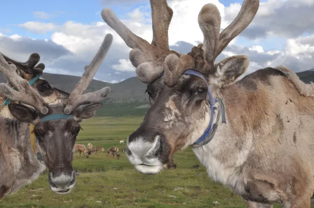 Rainier Reindeer Ranch