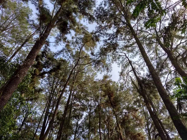 Pine Forest Mentaos I