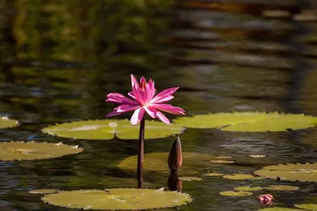 Germantown MetroPark