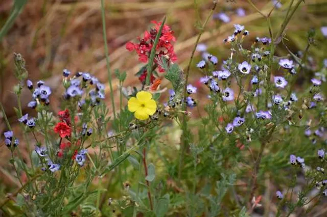 Manhattan Beach Botanical Garden