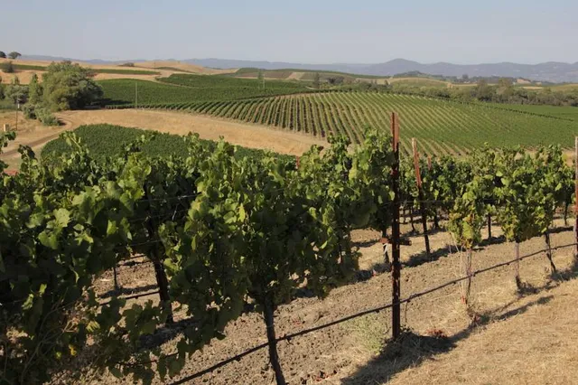 Domaine Carneros