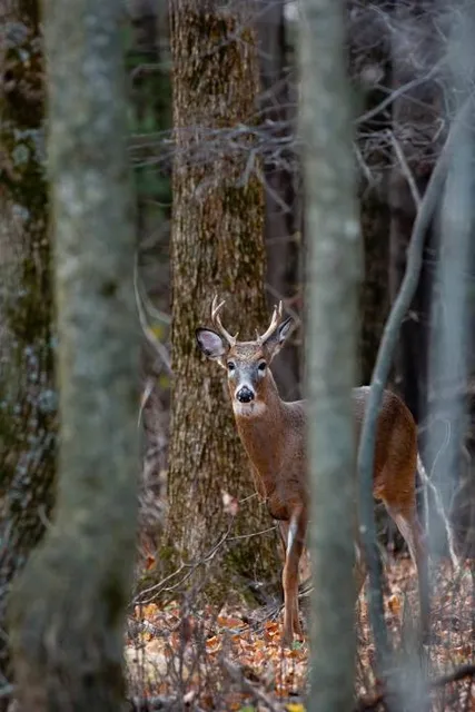 Wada Great Buddha and Burial Grottoes