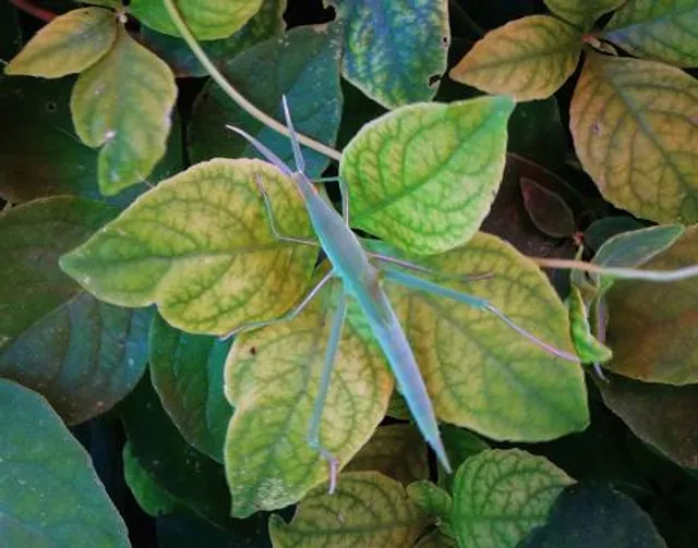 Coyote Valley Casino