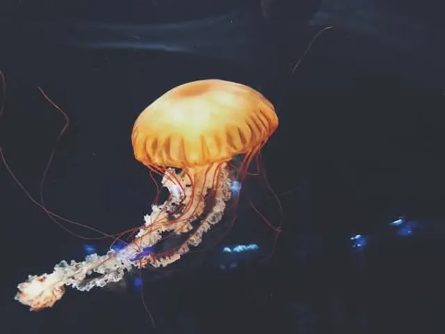 Jumpin' Jellyfish