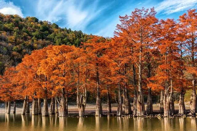 Cupressus Lake