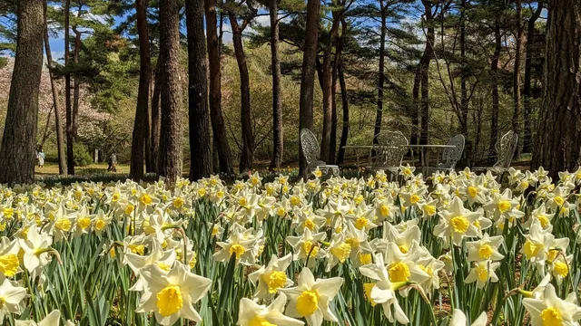 Suisen Garden (Narcissus Garden)