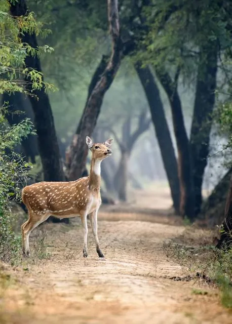 Karlapat Wild Life Sanctuary