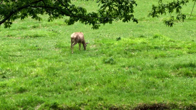 Parco Faunistico "Ranco Spinoso"