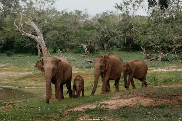 Yala National Park