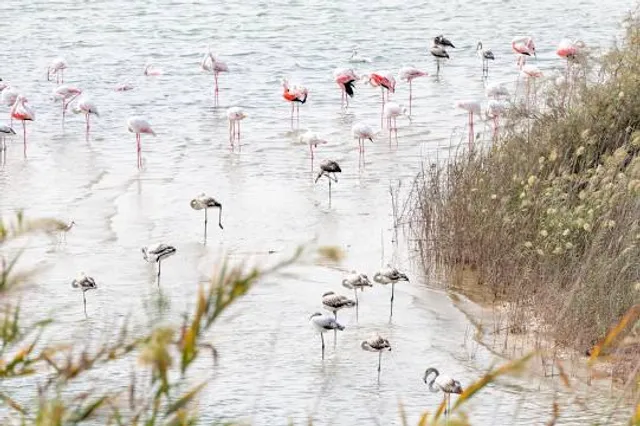 Wathba Wetland Reserve
