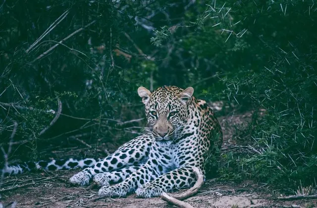 Tungareshwar Wildlife Sanctuary