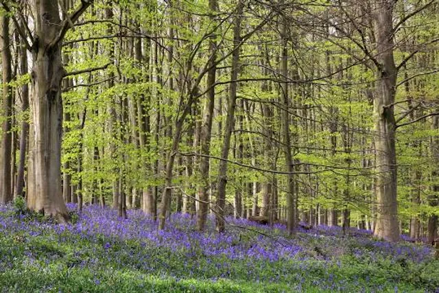 Queenswood Arboretum