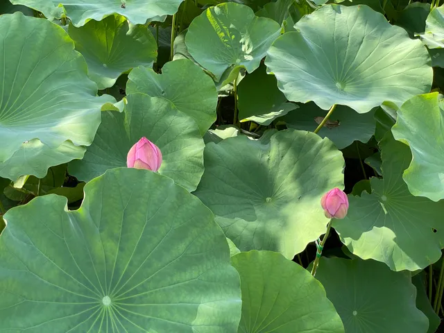 Hasuike (Lotus Pond)