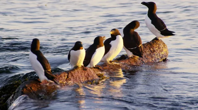 Maine Coastal Islands National Wildlife Refuge Visitor Center