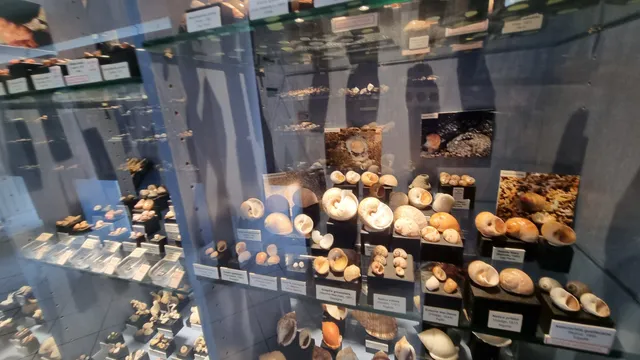 Seashell Museum
