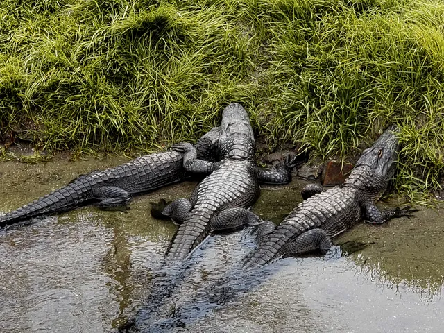 Alligator Adventure