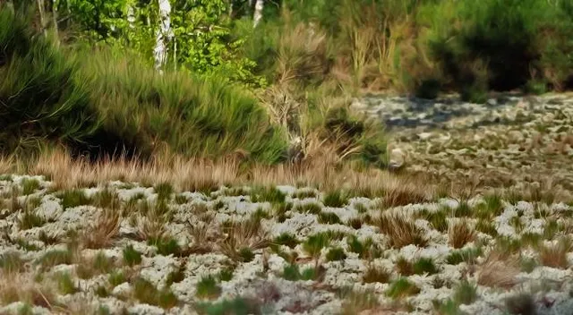 National Nature Reserve of La Truchere-Ratenelle