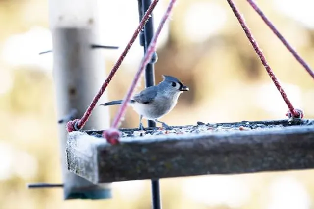 John Rains House - A San Bernardino County Museum Historic Site
