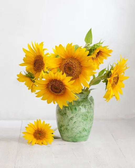 Girasoles de Antigua