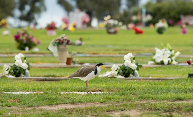 Lilydale Memorial Park