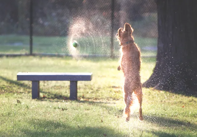 NOMA (North Main) Bark Park - Members only