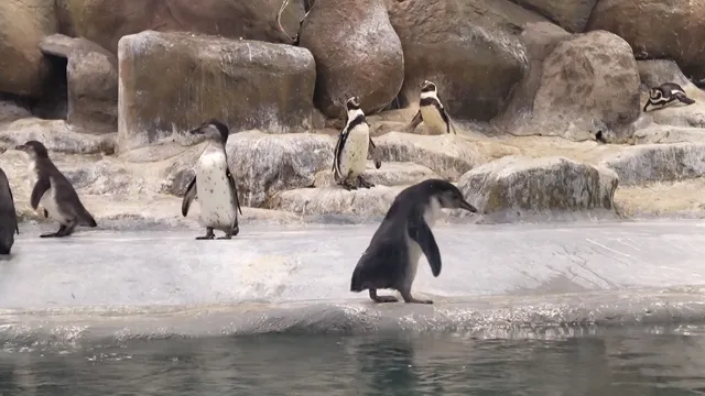 Humboldt Penguins